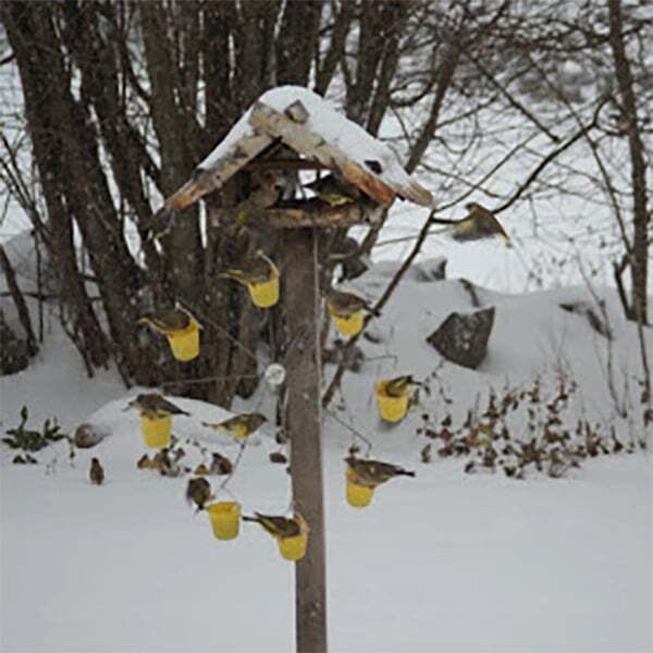 Whimsical Bird Entertainment